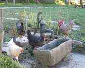 Hens at Macreddin Village, County Wicklow